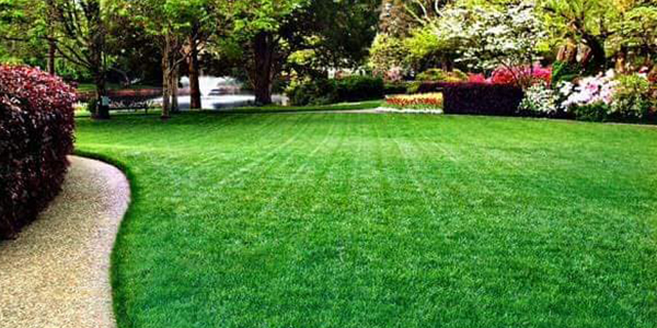 Lush lawn