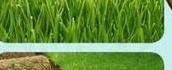 Lawn care