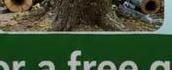Tree felling